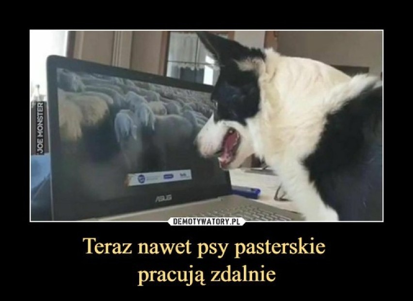 Polacy mają już dość home office? Zobacz najlepsze MEMY o pracy zdalnej!