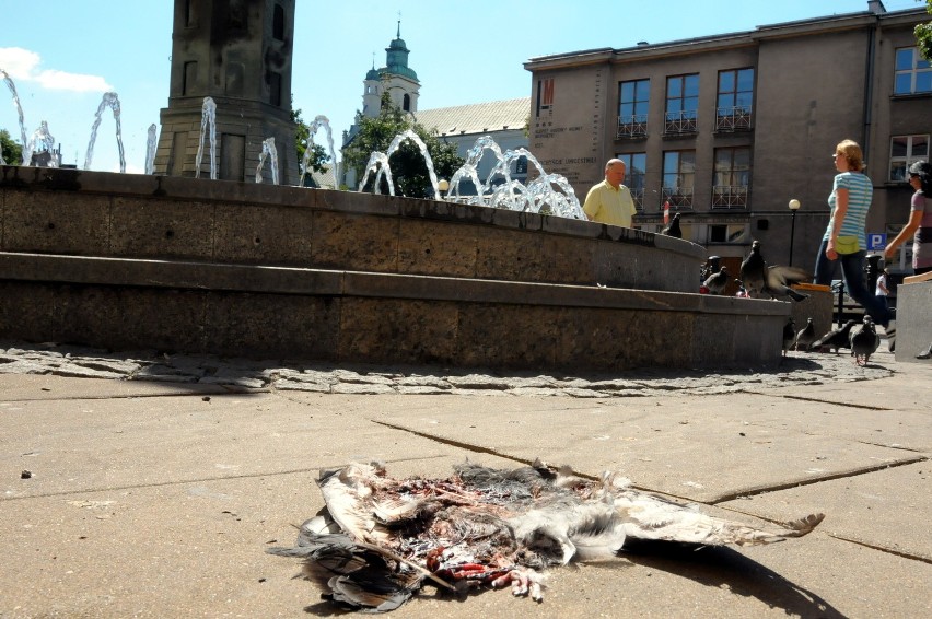 Lublin: Śmieci i martwy gołąb na placu Wolności