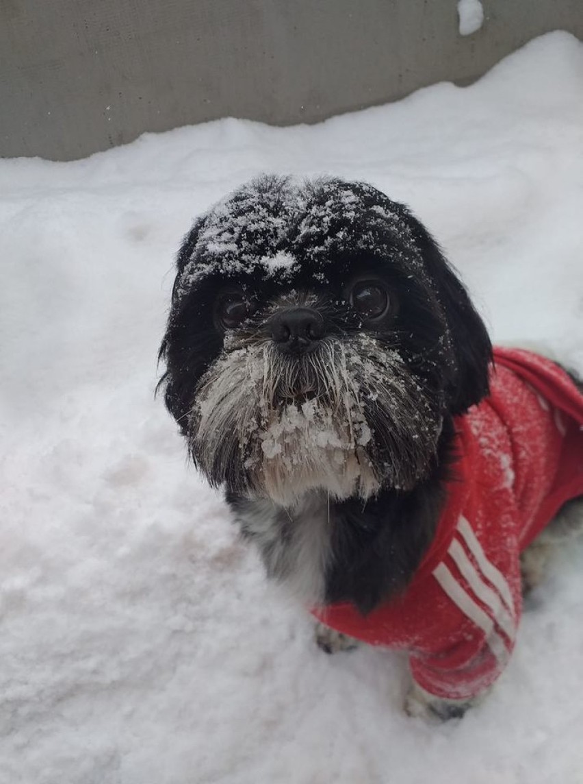 Rawicz. Zimowe zdjęcia zwierząt naszych Czytelników. Te psy uwielbiają śnieżne zabawy [ZDJĘCIA]
