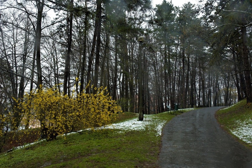 Park Bednarskiego czeka na rewitalizację