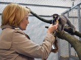 Prezydent Zdanowska karmiła lemury. Nowi lokatorzy w łódzkim zoo [ZDJĘCIA]