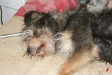 Prabuty: Urząd Miasta w Prabutach szuka sprawcy potrącenia psa