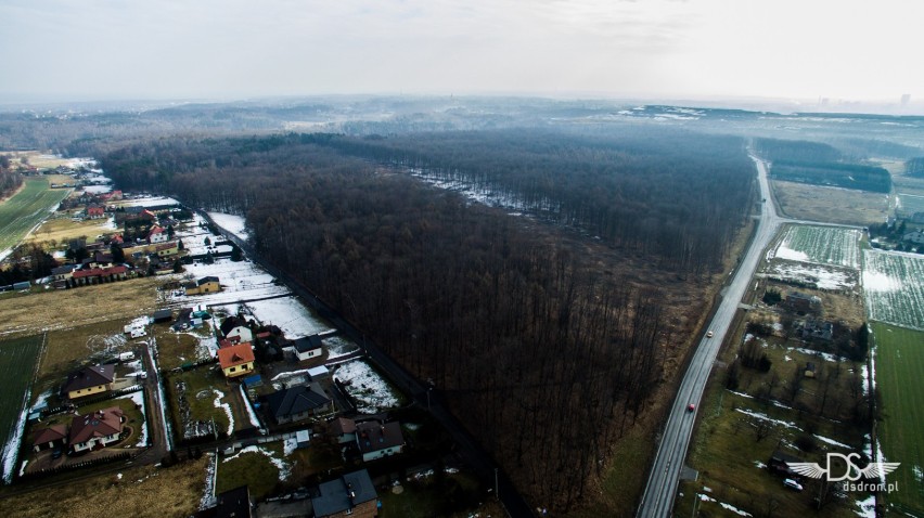 Wycinają las pod Drogę Racibórz Pszczyna