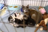 Dramatyczna sytuacja w toruńskim schronisku dla zwierząt. Pracownicy apelują ws. choroby kotów