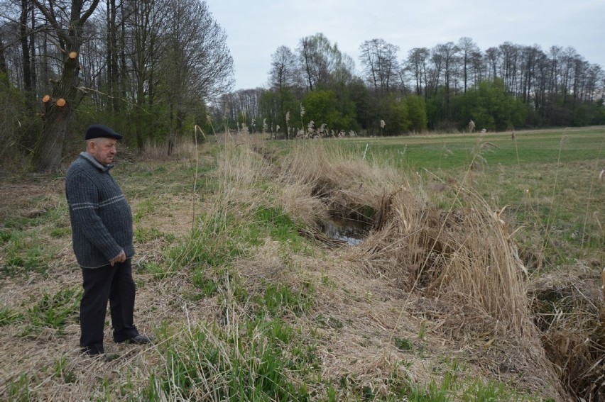 Bobry wyrządzają szkody nad rzeką Brodnią