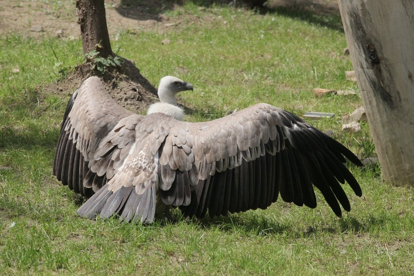 Sępy w zoo w Łodzi w nowej wolierze