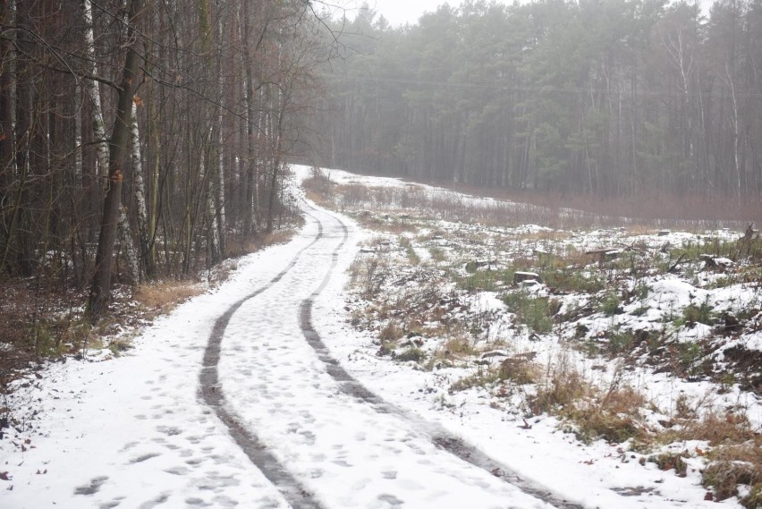 Minus 8 stopni w Świebodzinie i w Żarach
Taka temperatura...