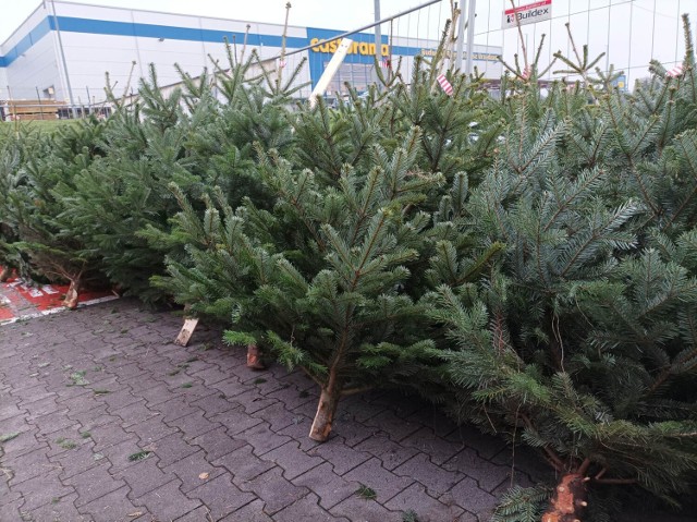 Dorodne jodły kaukaskie w sprzedaży w punkcie przy Carrefourze