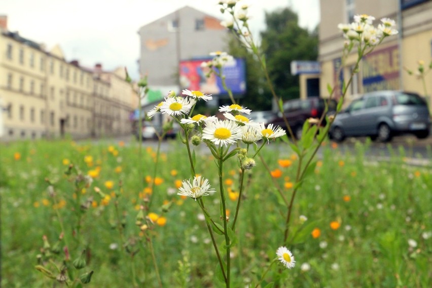 Kwietna łąka na ul. Bernardyńskiej w Lublinie