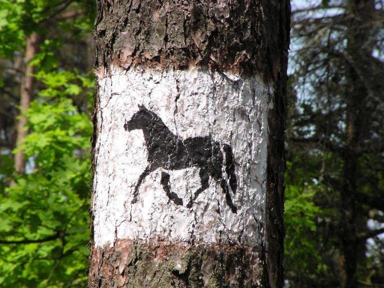 Poznaj pracę leśników, odwiedź Nadleśnictwo Kwidzyn i Park Dendrologiczny, spaceruj po lesie!