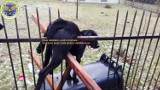 Aleksandria pod Częstochową: Pies nabił się na ogrodzenie po wystrzale fajerwerków [DRASTYCZNE ZDJĘCIA]