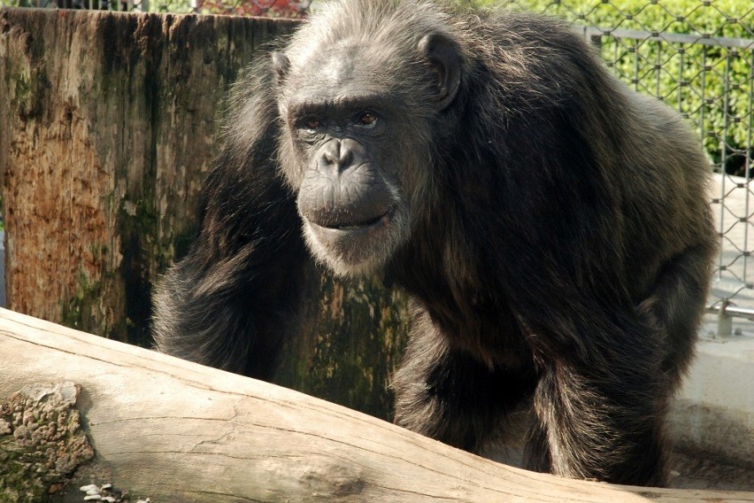5. Szympansica Jacqueline (33 lata). Małpa człekokształtna,...