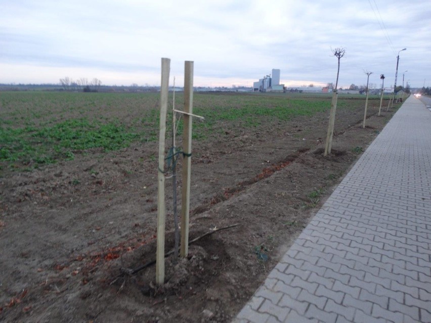 Wandale połamali drzewka przy drodze Dobrzyca - Nowy Świat