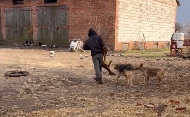 Dramat zwierząt we wsi Łazisko (gmina Tomaszów Maz.). Straszne warunki i dantejskie sceny w gospodarstwie rolnym