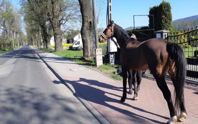 Koń wędrujący sobie sam wzdłuż drogi krajowej 52 w stronę Kęt we wtorkowe popołudnie wzbudził wśród kierowców sensację