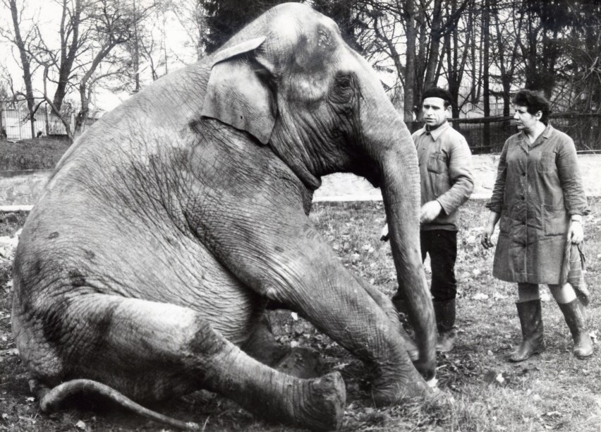 Słonica żyła w Opolu do 1996 roku. Obecnie nasze zoo -...