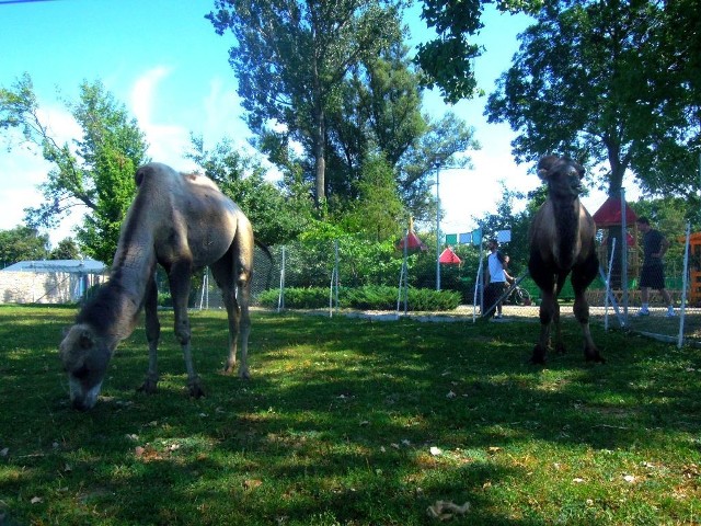 Zoo w Zamościu: Do wielbłąda przyjechała partnerka. Między zwierzakami zaiskrzyło