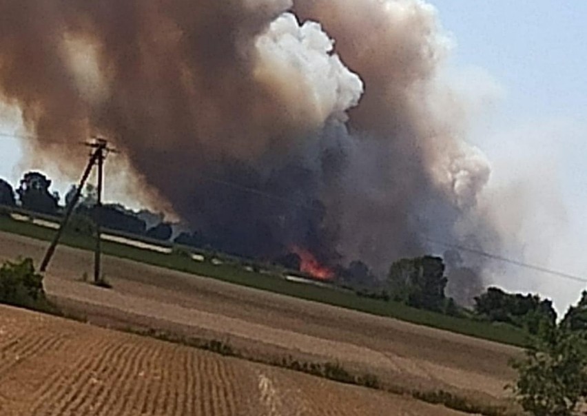 Duży pożar zboża na polu w powiecie wrzesińskim