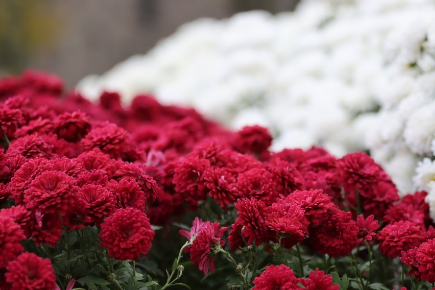 Delegacje złożyły kwiaty pod pomnikiem Powstańców...