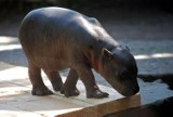 Hipopotam z wrocławskiego zoo otrzymał imię Euforio [wideo, foto]