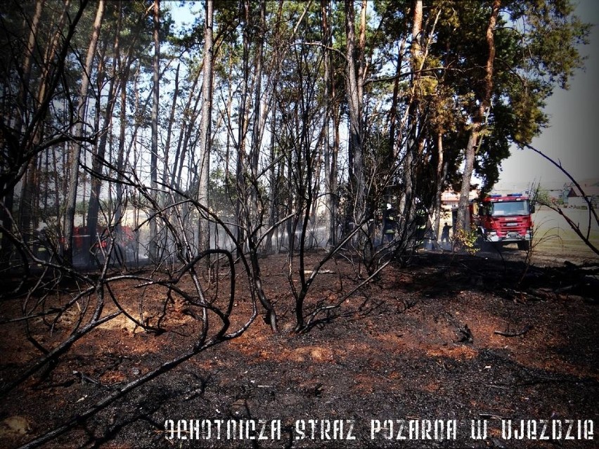 Susza w Łódzkiem: niski stan wód, zakaz podlewania i groźne pożary