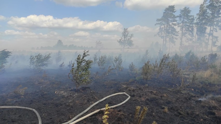 Pożar lasu koło Przybrdy