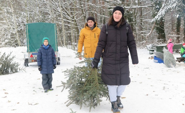 Pod Opolem, w Leśnictwie Dąbrowa, trwa akcja choinkobrania.