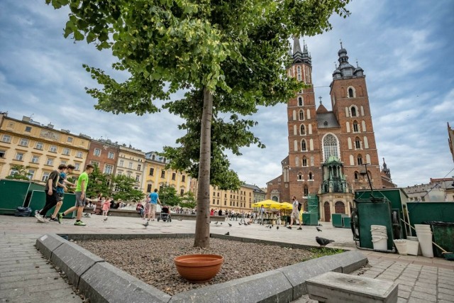 Specjaliści z Politechniki Krakowskiej przygotują koncepcje nowej aranżacji Rynku Głównego. Na tym etapie zapadnią decyzje ile dokładnie drzew będzie posadzonych i w jakich lokalizacjach się one pojawią