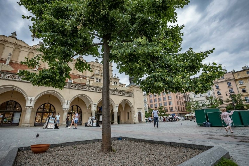Coraz bliżej do zielonej rewolucji na Rynku Głównym w Krakowie. Politechnika Krakowska zajmie się przygotowaniami do sadzenia drzew 