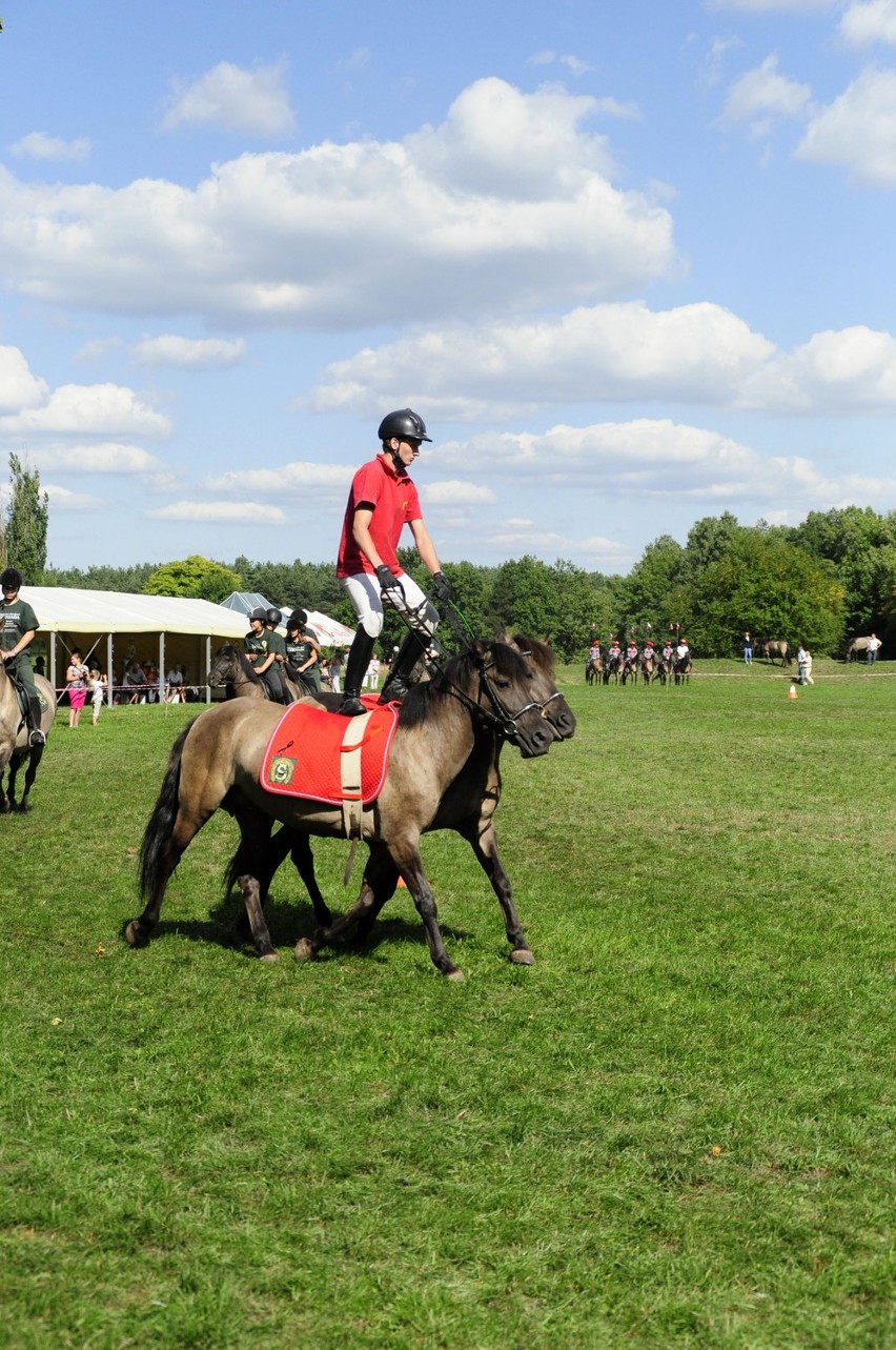 Sieraków - Tarpaniada 2013