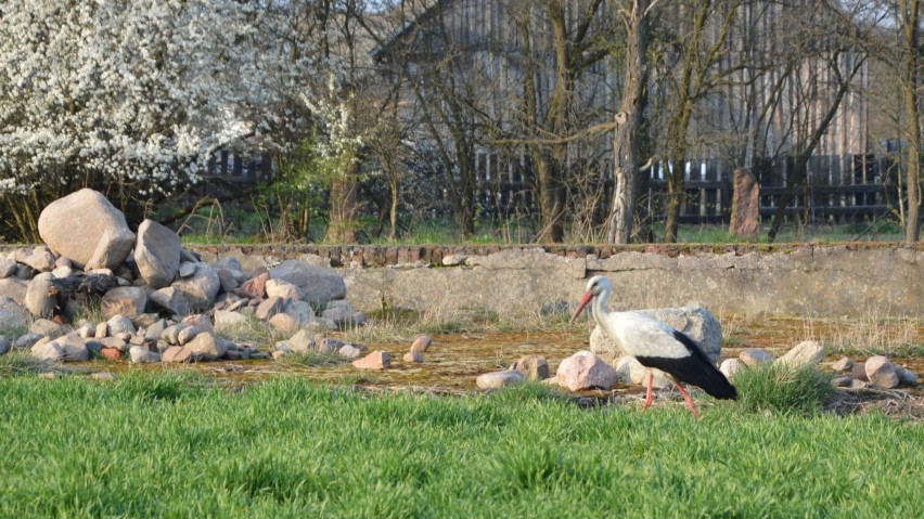 Boćka można zobaczyć w Jemiołowie, w powiecie...