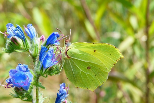 Listkowiec cytrynek jest jedną z pierwszych oznak wiosny. Ten motyl jest długowieczny, ponieważ jego długość życia wynosi niemal rok. Kliknijcie w galerię, by dowiedzieć się więcej o wiosennych motylach.