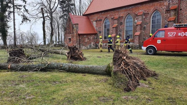 Powalone drzewa przy kościele w Dobiesławiu