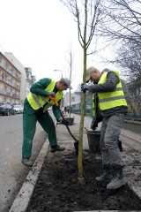 Bydgoszcz. Nowe drzewa na Żółkiewskiego i Grunwaldzkiej