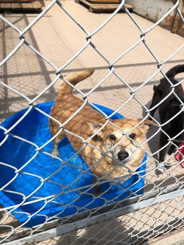 Dla psów ze schroniska w Radomiu potrzebne są baseniki, w których będą się mogły schłodzić w upalne dni.