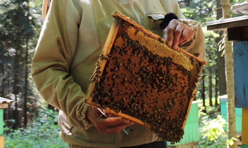 Beskidzcy pszczelarze nie mają dobrych wieści - miodów nie będzie. Pogoda zrobiła swoje: najpierw chłody i deszcze, a teraz skwar