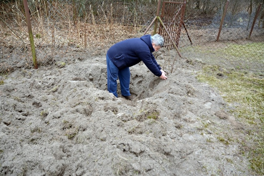 Wataha dzików grasuje w Hutkach. Ryje podwórka i działki