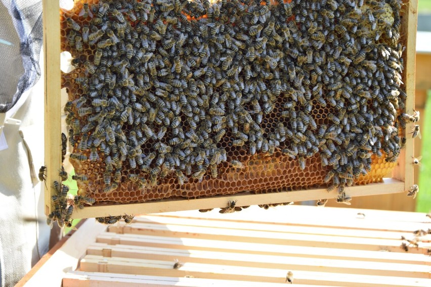 Miód zbierał od 10 pszczelich rodzin. Pasieka MPWiK liczy 12...
