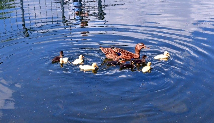 Piękna rodzina kaczek jest ozdobą agroturystyki w Kletnie,...