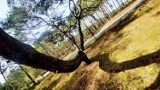 Tańczące drzewa pod Krosnem Odrzańskim. Zobaczcie nasz krzywy las na zdjęciach