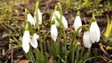 Natura powoli budzi się do życia. Zobacz pierwsze oznaki nadchodzącej wiosny w Bydgoszczy 
