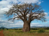 W Parku Bródnowskim stanie Baobab? Niecodzienny projekt w budżecie partycypacyjnym 