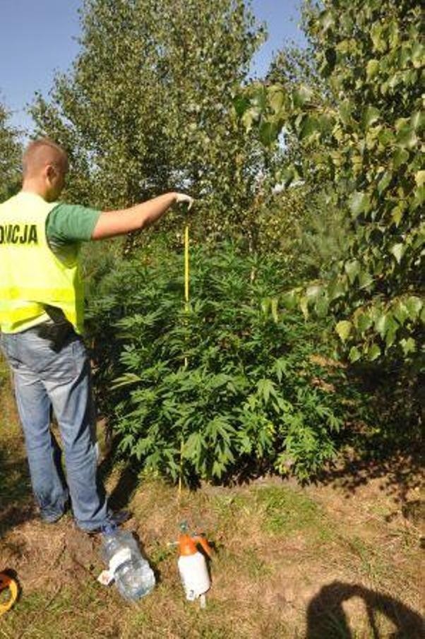 Nielegalną uprawę konopi zlikwidowano na terenie Grzegorzewa