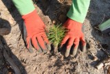 Nadleśnictwo Grodzisk w ramach ogólnopolskiej akcji będzie rozdawać sadzonki drzew