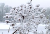 Kiedy spadnie śnieg? Znamy odpowiedź!