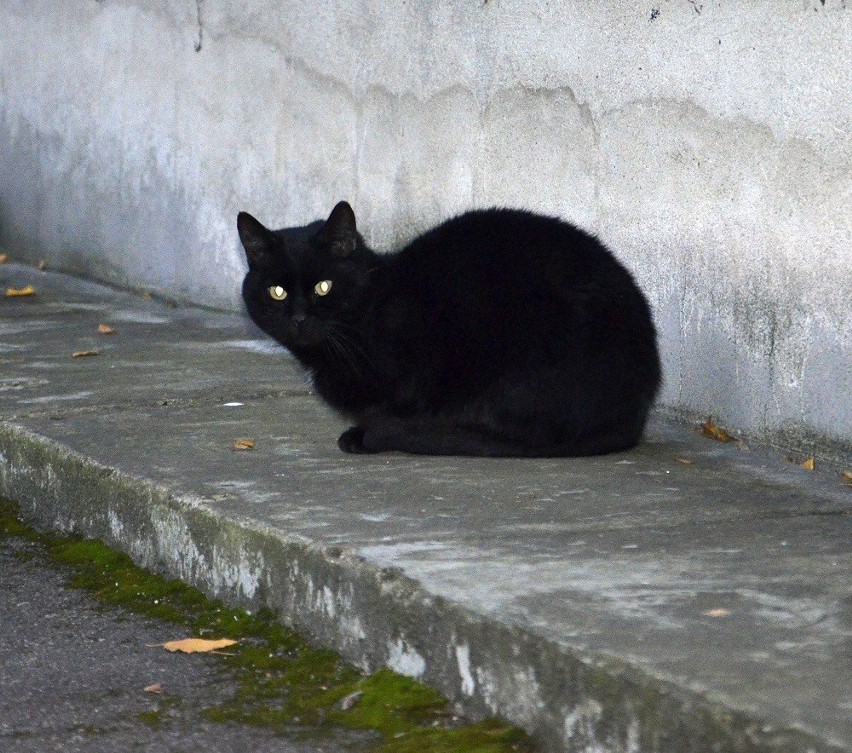 Czarny kot przebiegł Ci drogę? 

W wielu religiach koty...