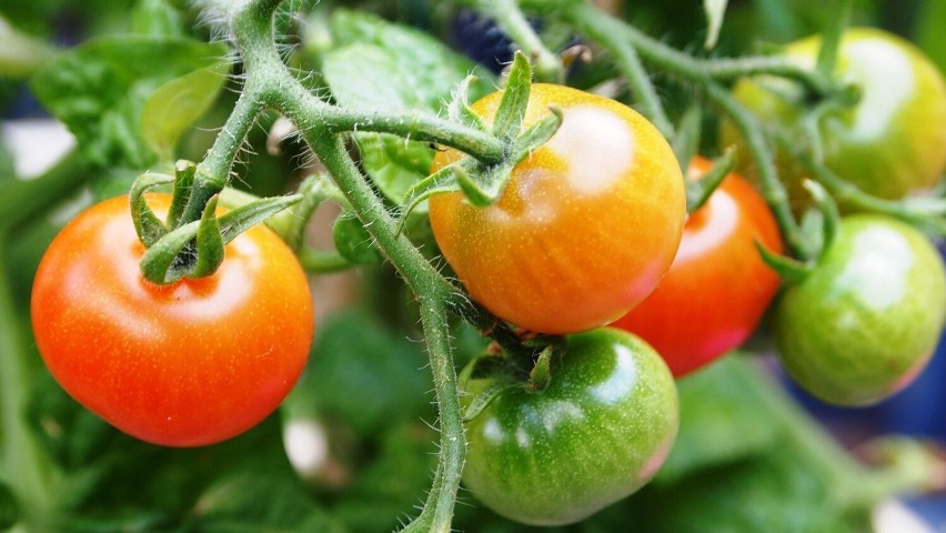 Pomidory są elementem wielu kuchni, nie tylko włoskiej czy...