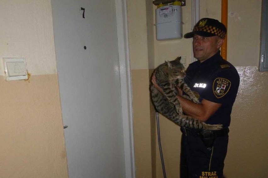 Akcja kot, czyli strażnicy ratowali zwierzę uwięzione na parapecie (ZDJĘCIA)