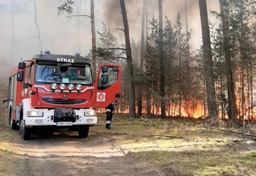 Ktoś  podpalił las koło wsi Ługi? Strażacy ochotnicy z Otynia są zaskoczeni. Paliły się też nieużytki w Kolsku niedaleko cmentarza