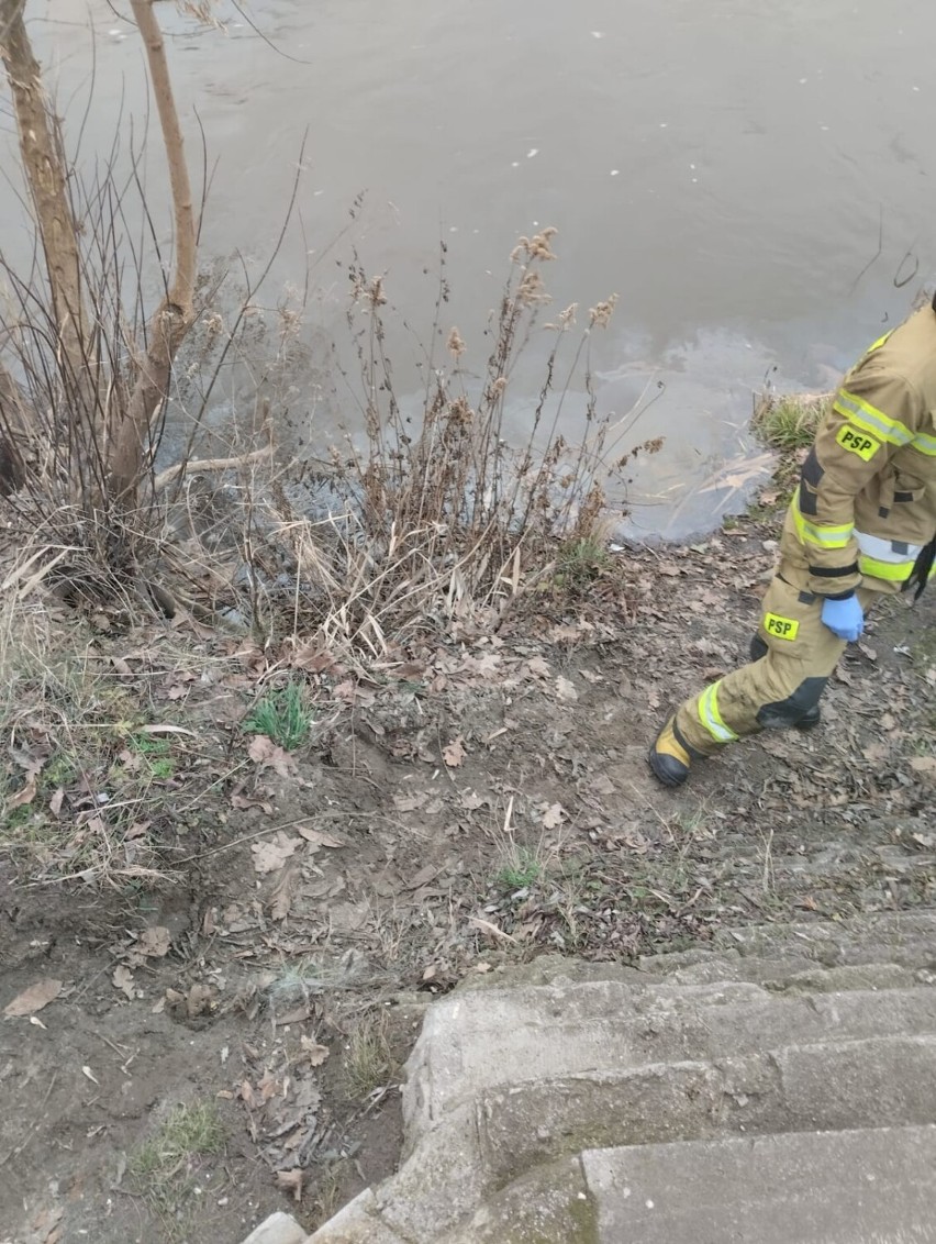 Nieznana substancja spływała do rzeki Warty w gminie Uniejów. Interwencja straży FOTO